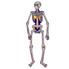 Jointed Day of the Dead Skeleton