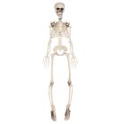 Plastic Skeleton