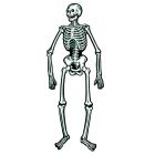 Jointed Skeletons