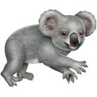 Jointed Koala