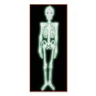Plastic Nite-Glo Skeleton