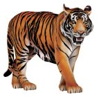 Jointed Tiger