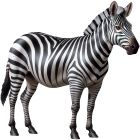 Jointed Zebra